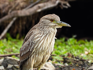 Juvenile black-crowned night heron wading along the water in search of some lunch
