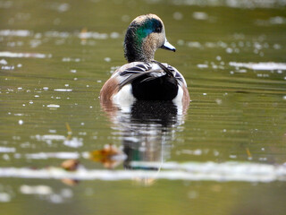 Male wigeons floating and dabbling along the water looking for food