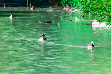 Ducks glide across a green pond, rippling calm surface as others linger in background beneath branches. Several waterfowl are visible across green lake surface bordered by lush greenery on far bank