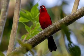Brazilian Tanager 