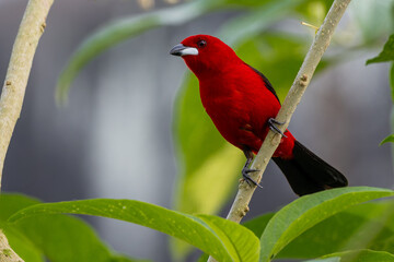 Brazilian Tanager 
