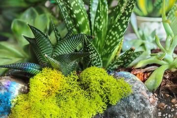 Closeup of terrarium plants, sunshine, yellow rock alyssum in foreground, nobody