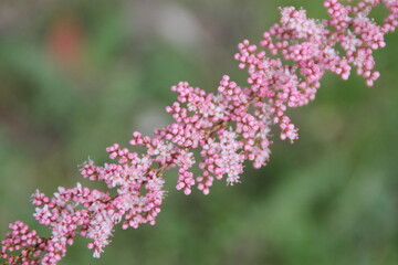 Obraz premium Tamarix gallica in bloom, French tamarisk - deciduous, herbaceous, twiggy shrub covered with pink flowers