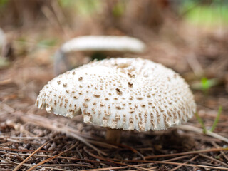 森の床に佇む白いキノコ