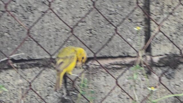 A yellow bird rests on a chainlink fence as it explores the environment. 
