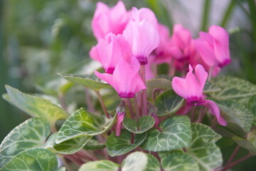 Pink flowers of Cyclamen persicum, the Persian cyclamen, is a species of flowering herbaceous perennial plant
