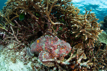 A well-camouflaged stonefish, Synanceia verrucosa, sits still and waits to ambush prey on a coral...