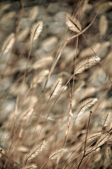 Fototapeta premium Soft Focus Image of Dry Grass in a Natural Setting