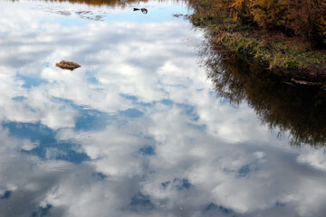 Fototapeta premium Reflection of clouds and plants on calm water surface