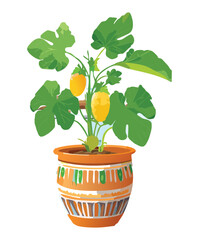 Potted squash plant with yellow fruit and large green leaves in a simple terracotta container for home gardening concept