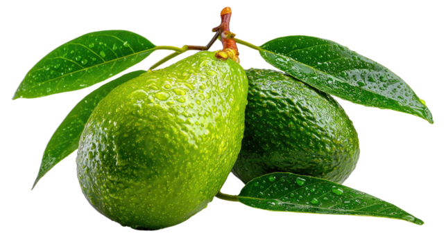 Fresh Avocado: Two fresh avocados rest gracefully among vibrant green leaves, displaying a perfect harmony of nature's goodness. Captured the vivid detail of ripe fruit and leafy freshness.