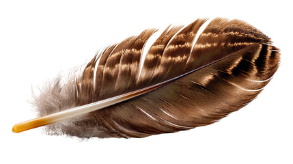 Feather Elegance: A close-up shot of a single, intricately patterned feather, showcasing its natural beauty and delicate texture.