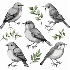 set of watercolor nightingale vector illustration isolated on white background