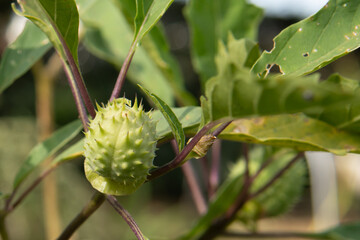 チョウセンアサガオ（Datura metel）：棘がある実をアップ／埼玉県・10月
