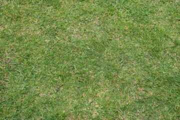 green grass background