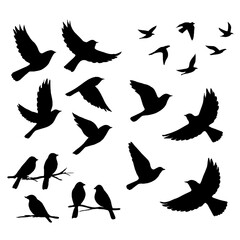 Soaring Silhouettes: A flock of birds, captured in striking black silhouette against the backdrop, symbolizing freedom, movement, and the beauty of nature.