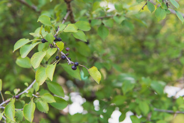 クロウメモドキ（Rhamnus japonica）の実／埼玉県・10月