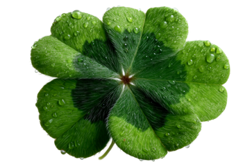 Lucky four leaf clover close up with water droplets for st patricks isolated on transparent background