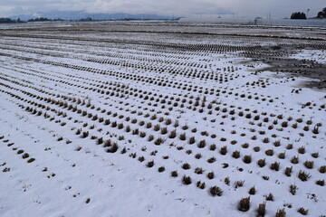 雪国の田園風景 山形県庄内