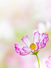 秋を彩るコスモスの花畑。白い花畑の背景に佇んでいるかわいいピンクの縁取りのコスモス。自然風景。縦構図