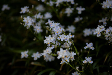 春に咲くシャガの花