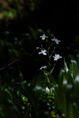 春に咲くシャガの花