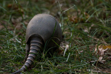 Nine Banded Armadillo Dasypus Novemcinctus from Behind with Copy-Space