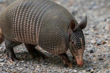 Nine Banded Armadillo Dasypus Novemcinctus