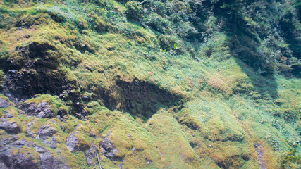 cliffs with grass and moss growing