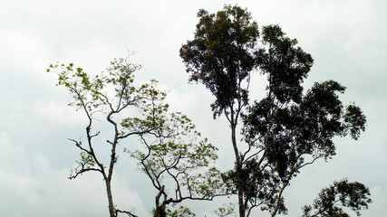 silhouette of tree branches on a white background
