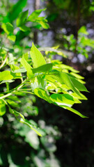 green leaves with blur background