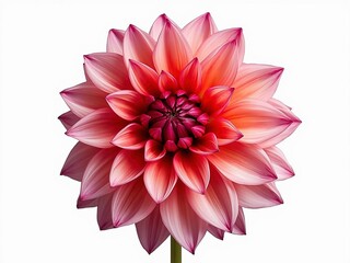 華やかなダリアのイラスト