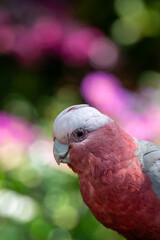 Obraz premium Australian Galah bird.