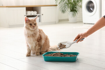 Cute Maine Coon and owner cleaning cat litter box at home