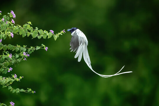 Male indian paradise flycatcher (Terpsiphone paradisi) is a medium-sized passerine bird native to India, Asia.