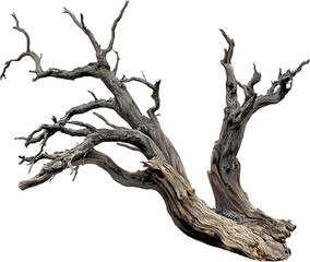 죽은 나무 이미지