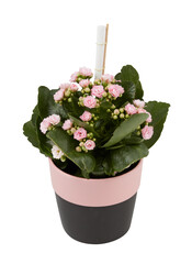 Stone rose tree Cactus, sedum in a pink pot cut out isolated transparent background