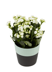Stone rose tree Cactus, sedum in a white flower pot cut out isolated transparent background