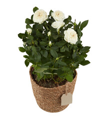 White rose bush in a woven rope pot cut out isolated transparent background
