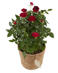 Red rose bush in a woven rope pot cut out isolated transparent background