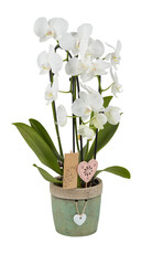 White orchid in an old pot cut out isolated transparent background
