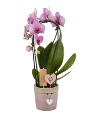 Pink orchid in an old pot cut out isolated transparent background