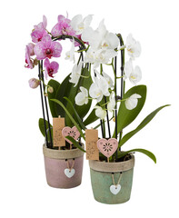 Pink and white orchids in an old pot cut out isolated transparent background
