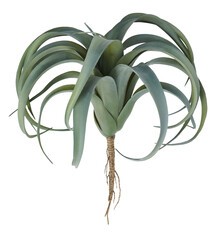 Pineapple leaf tree cut out isolated transparent background