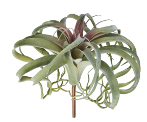 Snowflake pineapple flower with pink tips cut out isolated transparent background