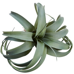 pineapple leaf flower cut out isolated transparent background