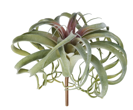 Snowflake pineapple flower with pink tips cut out isolated transparent background