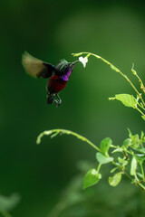 Obraz premium The purple-throated sunbird (Leptocoma sperata), is a species of bird in the family Nectariniidae.