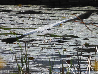 アオサギの飛翔 Grey Heron taking off over pond