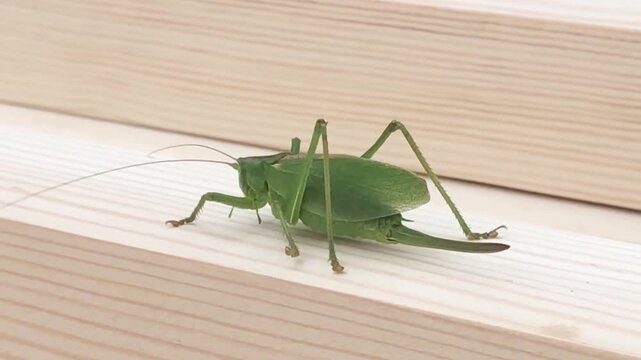 green grasshopper with large long antennae crawls